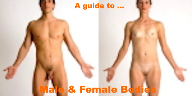 A guide to male and female bodies